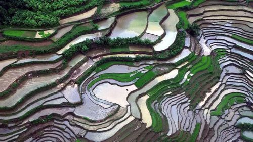 Ruộng bậc thang ở xã Mường La (Sơn La) mùa nước đổ. (Ảnh: Quang Quyết/TTXVN)