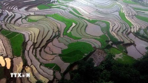 Ruộng bậc thang ở xã Mường La (Sơn La) mùa nước đổ. (Ảnh: Quang Quyết/TTXVN)