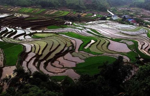 Ruộng bậc thang ở xã Mường La (Sơn La) mùa nước đổ. (Ảnh: Quang Quyết/TTXVN)