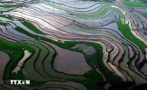 Ruộng bậc thang ở xã Mường La (Sơn La) mùa nước đổ. (Ảnh: Quang Quyết/TTXVN)