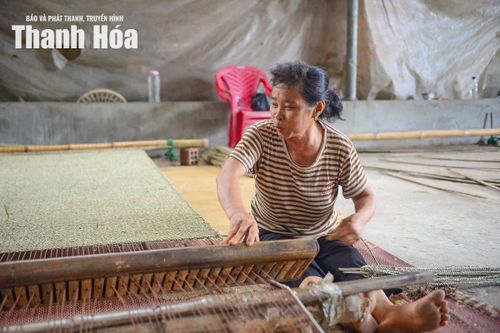 Bà Mai Thị Sâm, xã Tân Tiến, tỉnh Thanh Hóa cho biết: “Chúng tôi đã gắn bó cả cuộc đời với cây cói. Từ nhỏ đã theo bà theo mẹ học làm cói và cho đến tận bây giờ vẫn miệt mài với công việc này. Ngày trước, chúng tôi chủ yếu dệt chiếu để bán trong nước, còn bây giờ sản phẩm đa dạng hơn nhiều. Ngoài chiếu còn có giỏ, túi, đồ trang trí từ cói để xuất khẩu. Nhờ vậy mà người dân cũng có thêm việc làm và thu nhập ổn định hơn”.