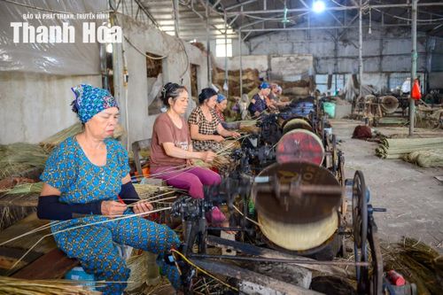 Tại các xưởng sản xuất tại xã Tân Tiến, cói sau khi phơi khô sẽ được mang đi se sợi thành dạng dây cói tròn, chắc, đều đặn.
