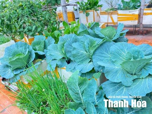 Rau xanh được trồng theo mùa đảm bảo sinh trưởng, phát triển khi trồng bởi sân thượng trồng khó hơn dưới đất.