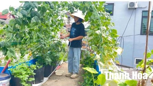 Chị Hà Thị Lan chăm sóc khu vườn nhỏ với nhiều rau xanh trên sân thượng.