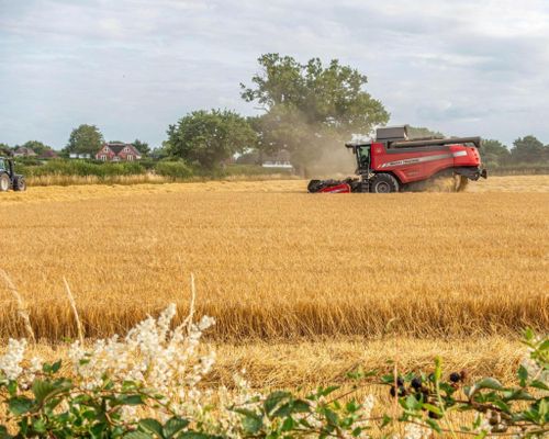 Châu Âu lo ngại về giá lương thực sau khi đợt nắng nóng tàn phá mùa màng ước tính trị giá 2 tỷ euro tại khu vực. Ảnh: Guardian