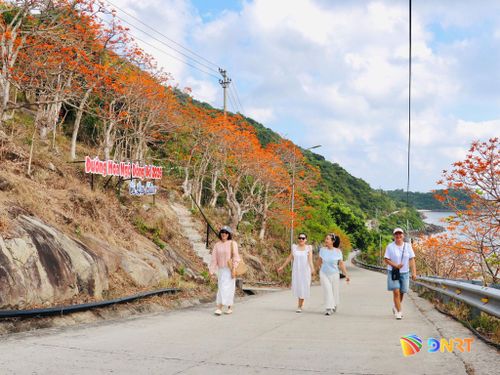 Du khách tham quan một con đường nở rộ hoa ngô đồng tại Cù Lao Chàm. Ảnh: QUỐC TUẤN