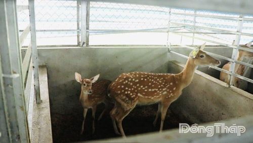 Đàn hươu sao của hộ gia đình ông Nguyễn Văn Quang đang phát triển tốt và tăng đàn nhanh chóng