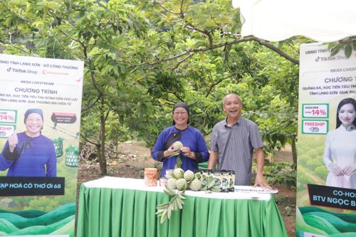 Chủ vườn na chia sẻ quy trình chăm sóc, thu hoạch na
