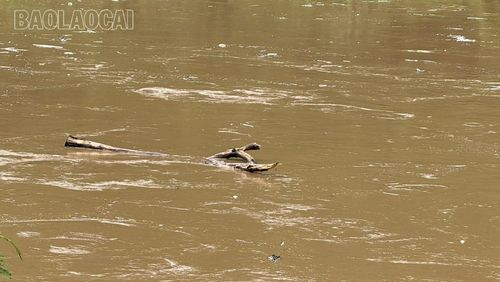 Người dân xã A Mú Sung không còn liều mình xuống sông Hồng vớt củi trong mùa lũ.