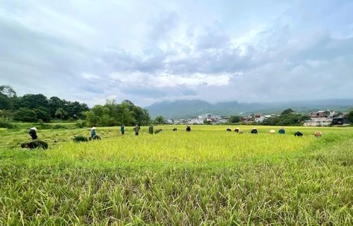 Cán bộ, chiến sĩ và đoàn viên Phân trại tạm giam Văn Bàn hỗ trợ gia đình Phan Thị Đán thu hoạch lúa.