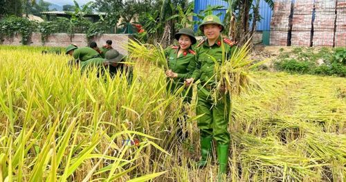 Cán bộ, chiến sĩ Trại tạm giam số 1, Công an tỉnh giúp bà con thu hoạch lúa kịp thời trước những diễn biến bất thường của thời tiết.