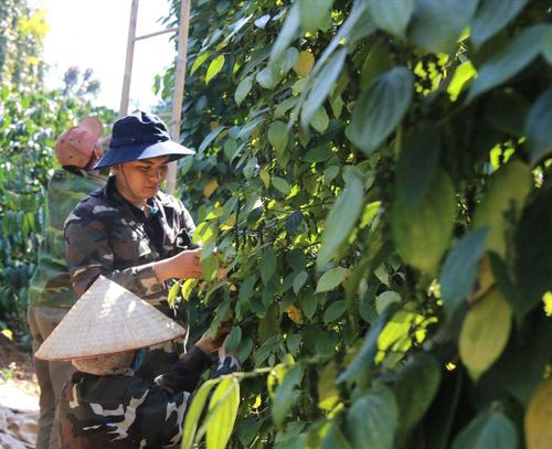 Vùng hồ tiêu hữu cơ xã Tân Hà Lâm Hà đạt năng suất ban đầu trên dưới 4 tấn/ha