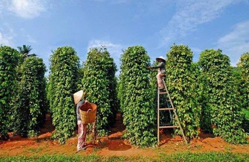 Tiếp tục nâng cao chất lượng vườn tiêu gắn với các tiêu chuẩn an toàn