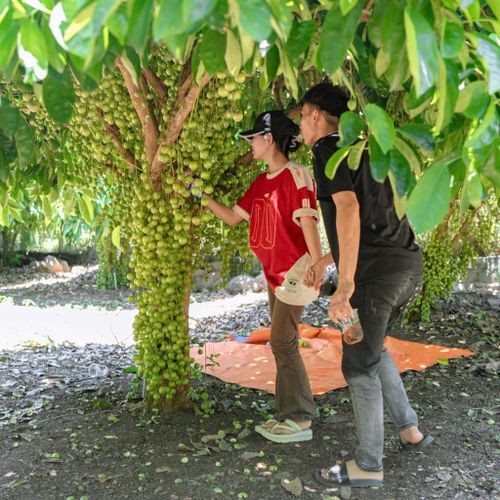Khách tham quan và chụp ảnh vườn dâu da của gia đình anh Trần Vinh