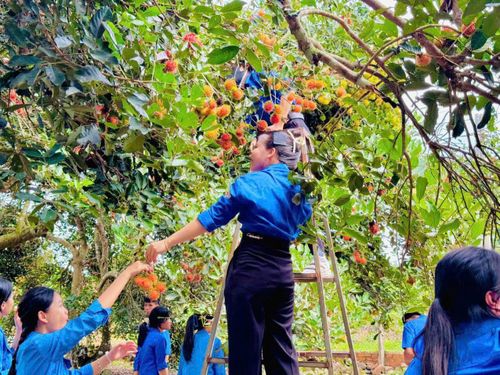 Mùa chôm chôm ở Trà Tân