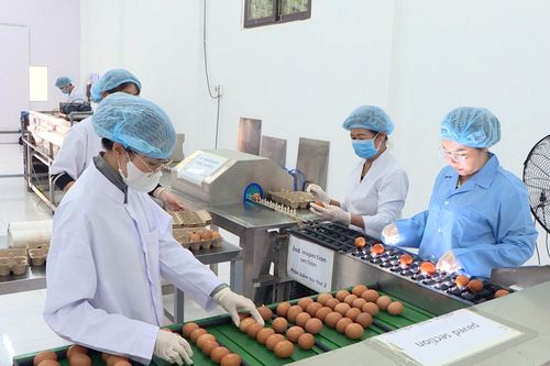 Trứng gà được kiểm tra chất lượng và phân loại trên dây chuyền trước khi đóng gói, bảo đảm truy xuất nguồn gốc và đáp ứng tiêu chuẩn đưa ra thị trường