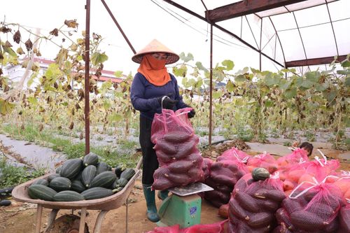 Bí hạt dẻ được đóng thành bao vận chuyển cho khách hàng nhiều nơi.