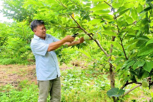 Hiệu quả kinh tế từ trồng na dai đã giúp cuộc sống của gia đình ông Chu Văn Dũng, thôn Đồng Bụt sung túc hơn