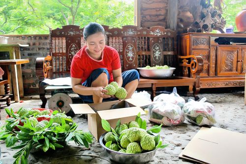 Sản phẩm na Bồ Lý ngọt thơm đã xây dựng được thương hiệu bền vững