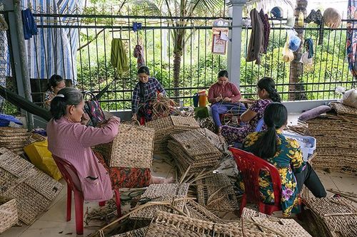 Loài cây dại nuôi sống hàng trăm lao động
