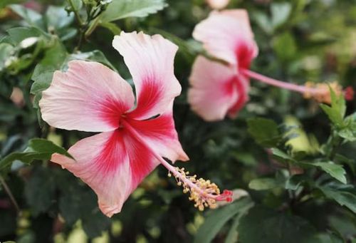 Hậu vận của người sinh tháng 6 Âm lịch thường khá bình yên, đủ đầy và viên mãn. Ảnh minh họa