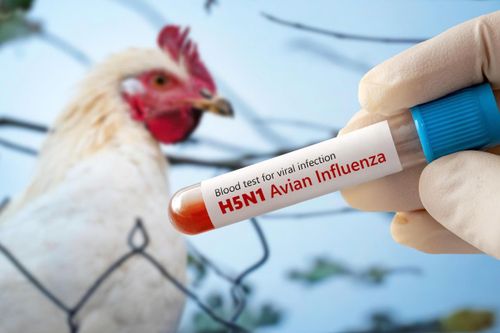 Cúm A/H5N1 chủ yếu lưu hành ở chim và gia cầm. Ảnh: Stock Adobe.