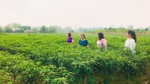 Cán bộ xã Hòa An (tỉnh Cao Bằng) thường xuyên xuống địa bàn hỗ trợ người dân kỹ thuật trồng và chăm sóc cây ớt. (Ảnh: QUỲNH CHI)