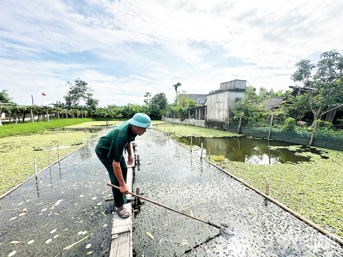 Cựu chiến binh, thương binh Nguyễn Hữu Dinh hằng ngày theo dõi sát sao ao nuôi ốc của gia đình.
