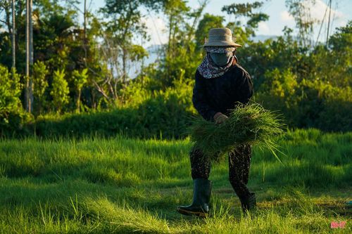 Cơ giới hóa giúp người dân xã Hương Bình rút ngắn thời gian thu hoạch cỏ phục vụ chăn nuôi.