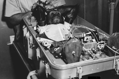 Tinh tinh Enos đang được chuẩn bị để đưa vào khoang tàu Mercury-Atlas 5 của NASA, ngày 18/12/1961. Ảnh: NASA/Wikimedia Commons