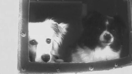 Hai con chó đóng vai chó Belka và Strelka trong bộ phim "Belka, Strelka, and others" của đạo diễn Andrey Vladimirov. Ảnh: RT