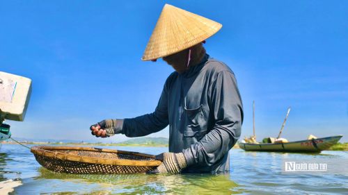 Ông Lô cho biết, don chỉ sinh sống ở vùng nước lợ, vùi mình trong lớp cát và hấp thụ nguồn phù sa từ thượng nguồn đổ về. Chính môi trường ấy tạo nên vị ngọt thanh đặc trưng, làm nên hương vị riêng của don Quảng Ngãi.