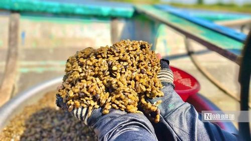 Don là loài nhuyễn thể có hai mảnh vỏ dẹt, dài khoảng 1 cm, cùng họ với hến nhưng có phần ruột dài và thịt thơm ngon hơn. Chúng sống sâu trong lớp cát vùng nước lợ nên có màu vàng đặc trưng.