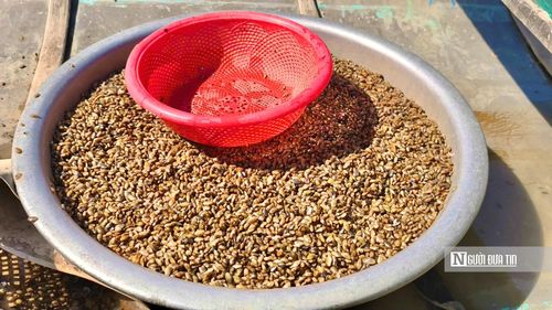 Trung bình mỗi ngày, một người cào được khoảng một bao don, tương đương trên dưới 20 kg. Don không bán theo kilogram mà tính bằng rổ (cạu), mỗi rổ có giá khoảng 60.000 đồng. Sau khi đưa vào bờ, don được thương lái thu mua hoặc chuyển đến các quán don nổi tiếng trong vùng.