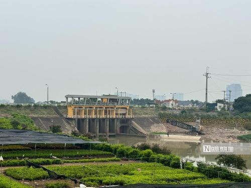 Theo ghi nhận của phóng viên dọc 2 bên hệ thống thủy lợi này tại địa phận tỉnh Hưng Yên có nhiều diện tích đất đang được người dân canh tác hoa, cây cảnh.