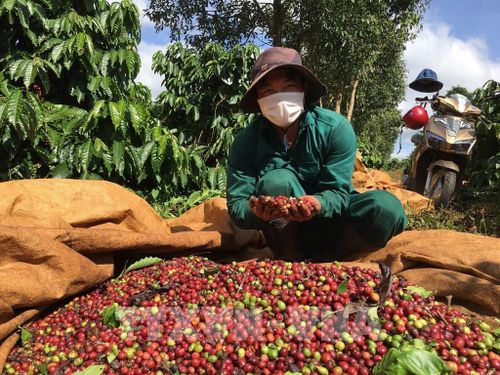 Thu hái quả chín để nâng cao chất lượng cà phê. Ảnh: Hồng Điệp - TTXVN