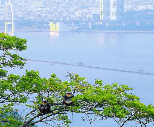 Hình ảnh cho thấy đặc trưng là “phố xá - cửa biển - cánh rừng” của Sơn Trà. Đó vừa là điểm riêng biệt. Ảnh: Vĩnh Quyền