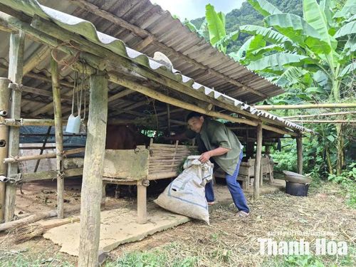 Ông Hà Văn Đoàn chia sẻ việc chăn nuôi khó khăn hơn khi không thể chăn thả trâu bò dưới tán rừng. Ảnh: Đình Giang