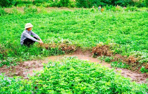Việc chuyển đổi từ trồng lúa sang trồng lạc đỏ bước đầu mang lại hiệu quả, nâng cao thu nhập cho người dân xã Quảng Lâm. 