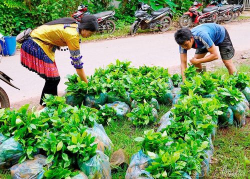 Người dân xã Quảng Lâm nhận giống cây cà phê.