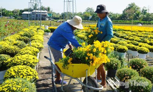 Làng hoa Sa Đéc - Thủ phủ hoa - kiểng miền Tây, động lực phát triển kinh tế và du lịch trọng điểm của phường hôm nay.
