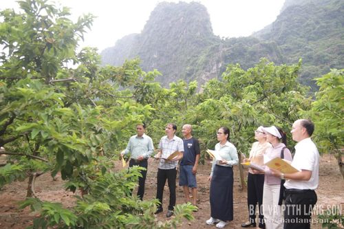 Đại diện lãnh đạo UBND xã, cùng các cơ quan, phòng chức năng tổ chức chấm thi vườn na đẹp tại hộ ông Lương Văn Thắng, thôn Làng Thượng, xã Chi Lăng
