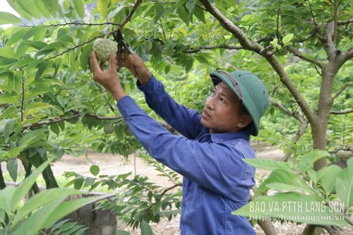 Người dân xã Chi Lăng thu hoạch na