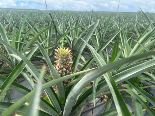 Cây dứa phát triển tốt trên vùng đất cát. Ảnh: Ngọc Hiển
