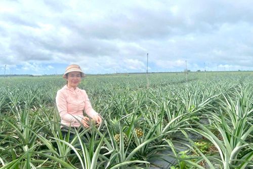Chị Hường và trang trại dứa đang phát triển tốt