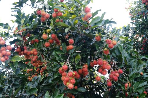 Những vườn chôm chôm trĩu quả tại xã Cát Tiên 2