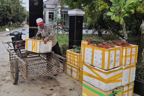 Những chuyến xe chở đầy trái ngọt chôm chôm đều đặn nối nhau rời làng cung ứng thị trường các tỉnh, thành phía Bắc