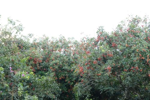 Giữa nhịp sống bình yên của miền quê Cát Tiên 2, những vườn chôm chôm vẫn âm thầm kết trái, mang theo niềm tin về những mùa bội thu