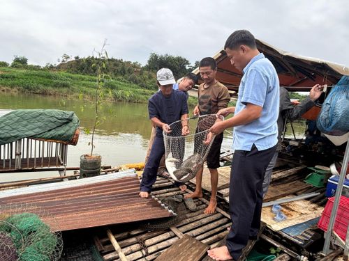 Thu hoạch cá lăng cung cấp cho khách hàng