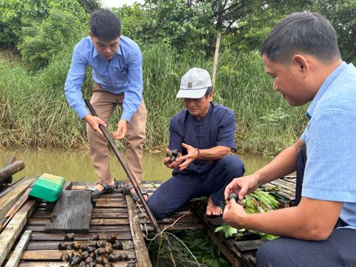 Ốc bươu nuôi trên sông